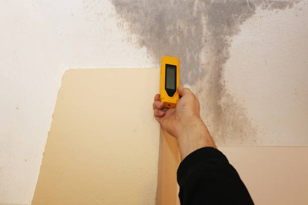 Best Comprehensive Air Testing for Mold Contaminants  in Lake Havasu City, AZ