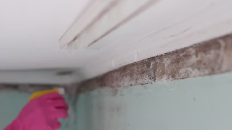 Best Post-Construction Mold Inspection  in Lake Havasu City, AZ
